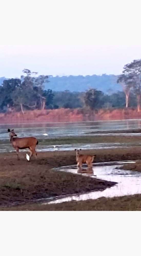 Into the Wild: A Learning Journey at Tadoba-Andhari Tiger Reserve!