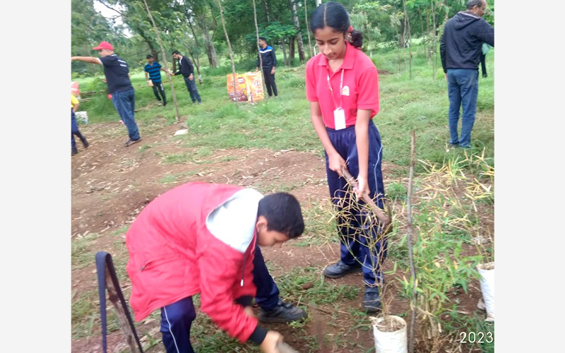 Plantation drive