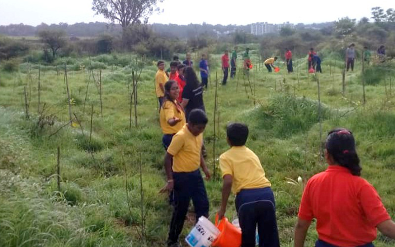 Plantation drive